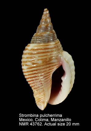 Strombina pulcherrima.jpg - Strombina pulcherrima(G.B.Sowerby,1832)